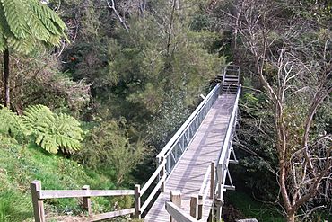 Fred Hollows Reserve Glebe Gully.JPG