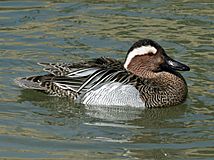 Garganey (Anas querquedula) RWD3.jpg