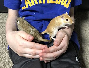 Gerbils enjoy human company