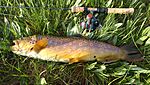 Gibbon River Brown Trout