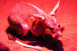 Greater bilby - Macrotis lagotis