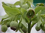 Helleborus foetidus0