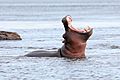 Hippopotamus in the Zambezi