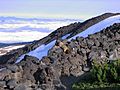 Hoary marmot Mount Adams (Washington)