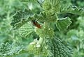 Horehound bug