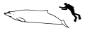 Hubb's beaked whale size.svg