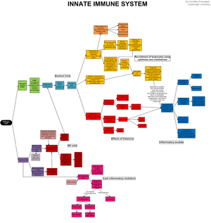 Innate immune system