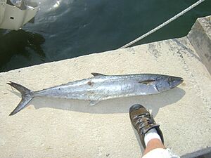 King Mackerel