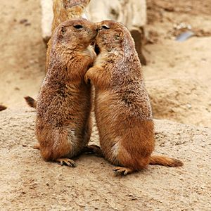 Kissing Prairie dog edit 3