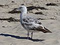 Larus argentatus, immature, Trassenheide, Deutschland