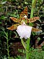 Lemboglossum bictoniense