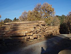 Madera del Valle de Valsaín