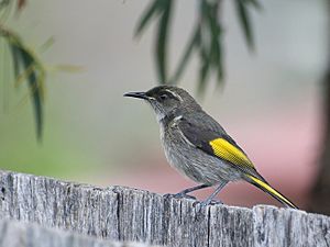 Male Crescent Honeyeater