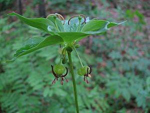 Medeola virginiana 4055.JPG