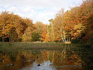 Middle Pond - geograph.org.uk - 600952.jpg