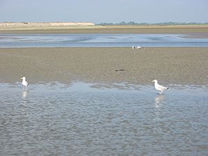 Mouth of the Somme