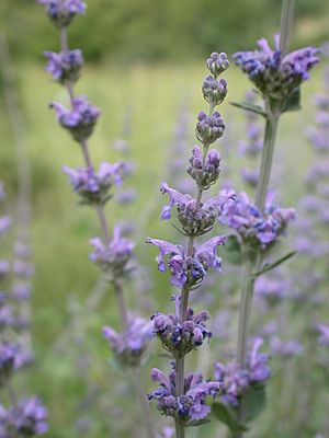 Nepeta curviflora 1