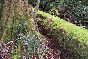 Nothofagus moorei log Bandabanda