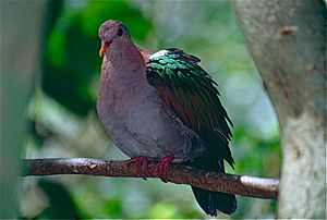 Pacific Emerald Dove (Chalcophaps longirostris), Kuranda Birdworld, Qld