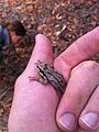 Pacific treefrog brown morph