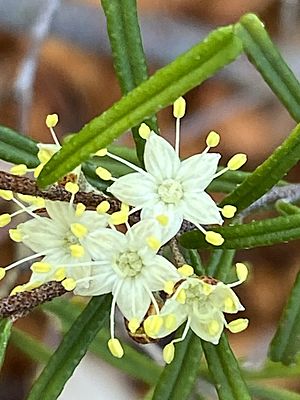 Phebalium daviesii close up.jpg