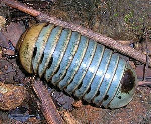 Pillmillipede talakaveri