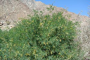 Prosopis velutina Anza-Borrego