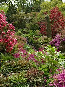 Rhododendrons at Bodnant Garden