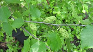 River Birch Seeds