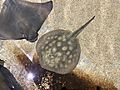 Round stingray Touch pool