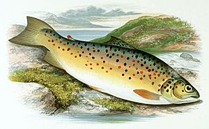 Salmo stomachicus.jpg