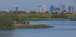 Smaller canada-geese-and-skyline.jpg