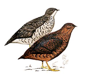 Snow Mountains Quail.JPG