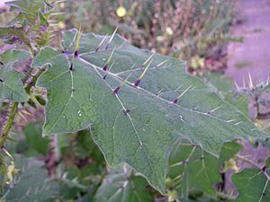 Solanum myriacanthum leaf.jpg