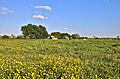 South-Horse-Fen-Soham2