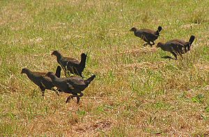 Tasmanian Native-hens, Bruny Island