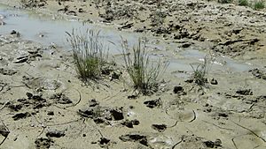 Temporary desert wetland