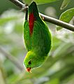 Vernal Hanging Parrot jpeg