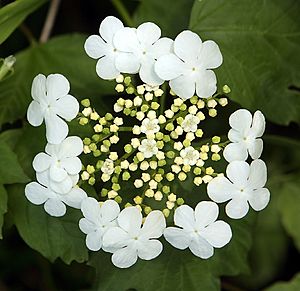 Viburnum opulus flowers