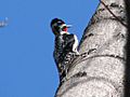 Yellow-bellied Sapsucker-male