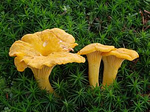 2007-07-14 Cantharellus cibarius.jpg