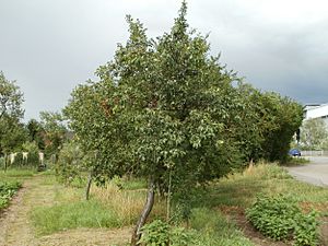 20110718Prunus domestica subsp. domestica.jpg