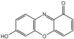 7-hydroxyphenoxazone