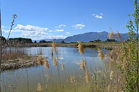 Albufera - Gaianes.JPG