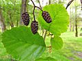 Alnus glutinosa. Umeru