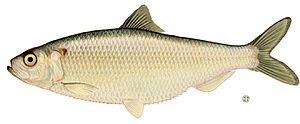 Alosa aestivalis