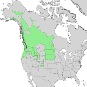 Amelanchier alnifolia range map 1.png