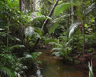 Archontopheonix-alexandrae-littoral-rainforest