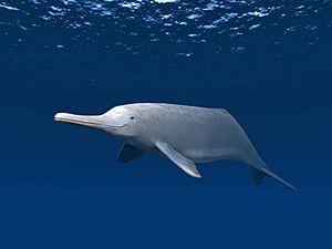 Digitally painted artistic reconstruction of the dolphin, with a gray coloration