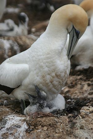 Australasian Gannet chick